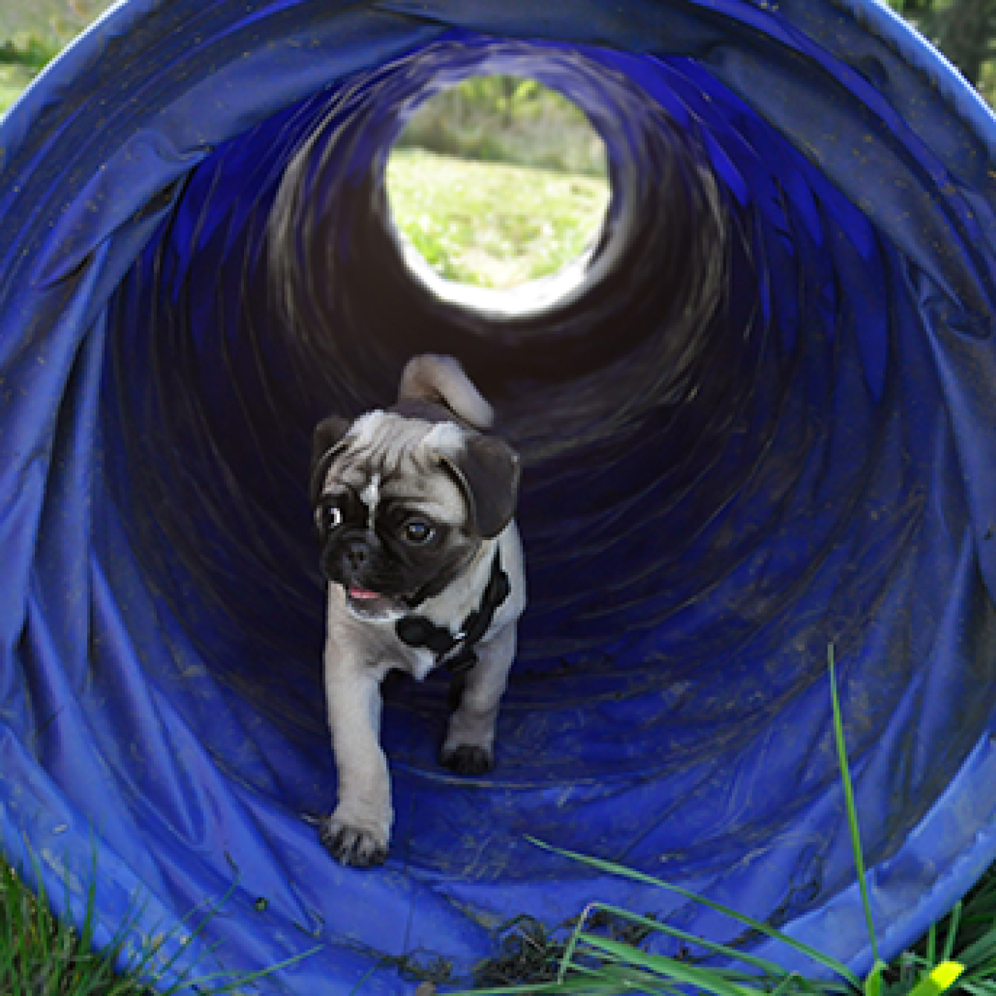 Cachorro jugando en tunel-1.jpg